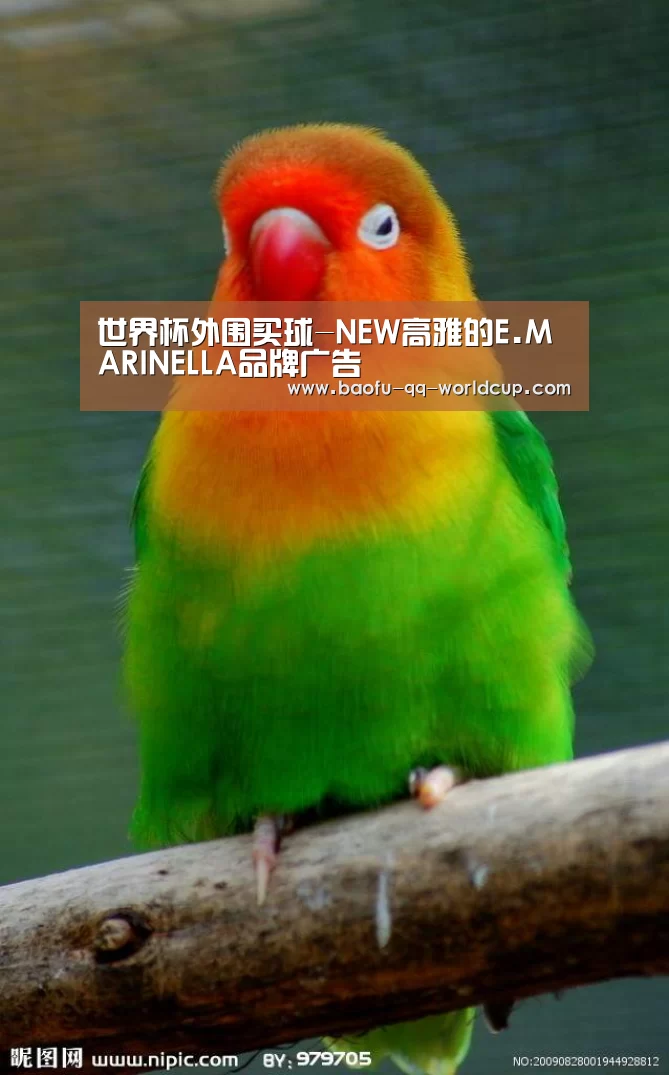 世界杯买球网站