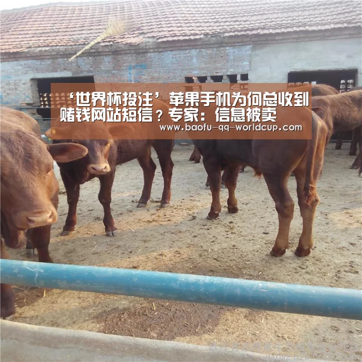 世界杯投注